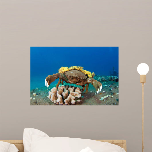 This Species Sponge Crab Wall Decal