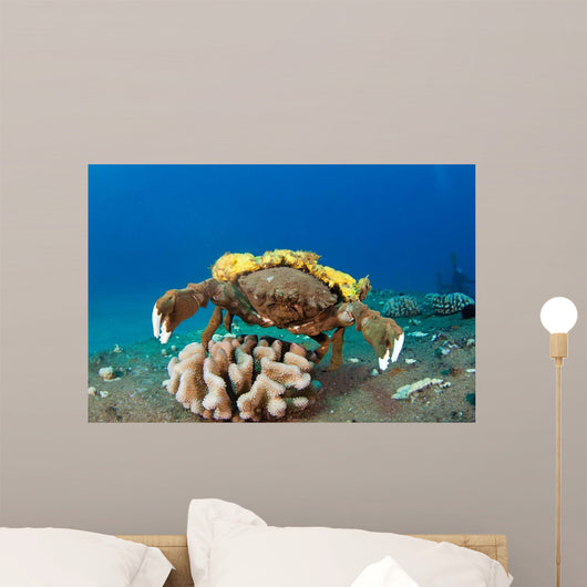 This Species Sponge Crab Wall Decal