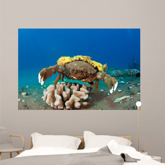 This Species Sponge Crab Wall Decal