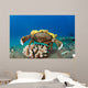 This Species Sponge Crab Wall Decal