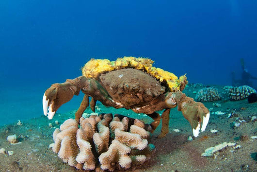 This Species Sponge Crab Wall Decal