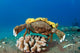 This Species Sponge Crab Wall Decal