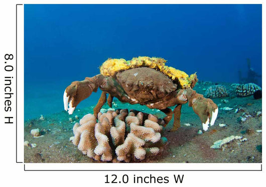 This Species Sponge Crab Wall Decal