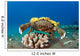 This Species Sponge Crab Wall Decal