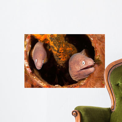 Pair White-eyed Morays Share Wall Decal shown on a wall