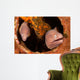 Pair White-eyed Morays Share Wall Decal