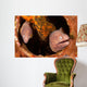 Pair White-eyed Morays Share Wall Decal