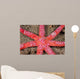 Six-arm Sea Star Echinaster Wall Decal