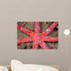 Six-arm Sea Star Echinaster Wall Decal