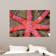 Six-arm Sea Star Echinaster Wall Decal