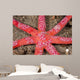 Six-arm Sea Star Echinaster Wall Decal