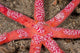 Six-arm Sea Star Echinaster Wall Decal