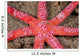 Six-arm Sea Star Echinaster Wall Decal