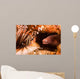 White-eyed Moray Eel Gets Wall Decal