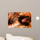 White-eyed Moray Eel Gets Wall Decal