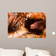 White-eyed Moray Eel Gets Wall Decal