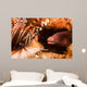 White-eyed Moray Eel Gets Wall Decal