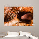 White-eyed Moray Eel Gets Wall Decal