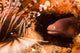White-eyed Moray Eel Gets Wall Decal