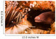 White-eyed Moray Eel Gets Wall Decal