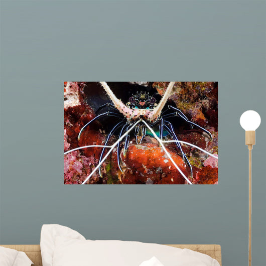 Spiny Lobster Panulirus Femoristriga Wall Decal