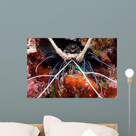 Spiny Lobster Panulirus Femoristriga Wall Decal