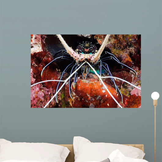 Spiny Lobster Panulirus Femoristriga Wall Decal