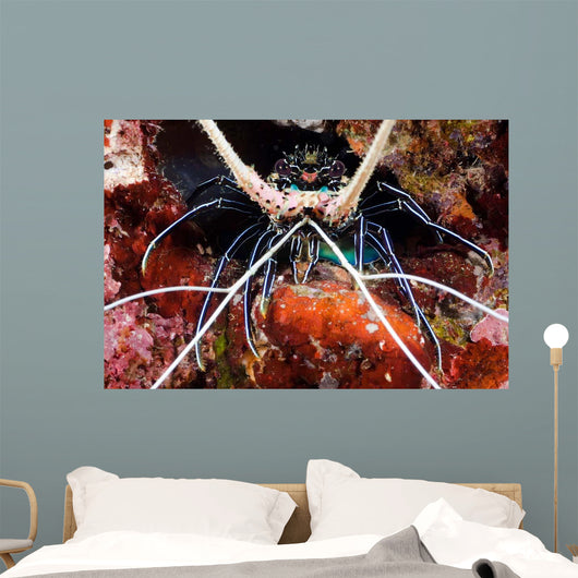 Spiny Lobster Panulirus Femoristriga Wall Decal