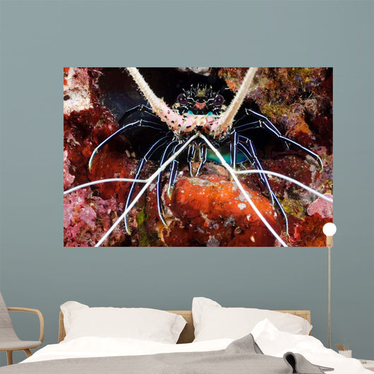 Spiny Lobster Panulirus Femoristriga Wall Decal