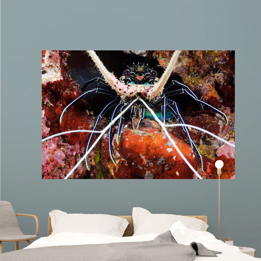 Spiny Lobster Panulirus Femoristriga Wall Decal