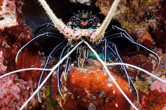 Spiny Lobster Panulirus Femoristriga Wall Decal