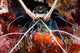 Spiny Lobster Panulirus Femoristriga Wall Decal