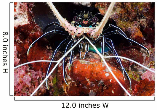 Spiny Lobster Panulirus Femoristriga Wall Decal