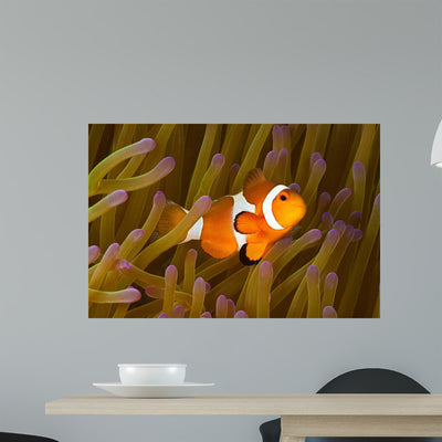 Western Clown Anemonefish Amphiprion Wall Decal shown on a wall