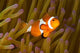 Western Clown Anemonefish Amphiprion Wall Decal
