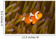 Western Clown Anemonefish Amphiprion Wall Decal