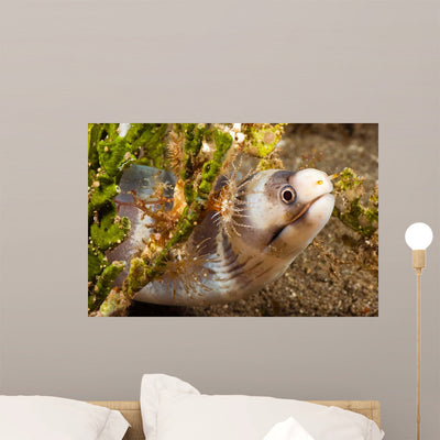 Barred Moray Eel Photographed Wall Decal shown on a wall