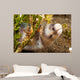 Barred Moray Eel Photographed Wall Decal