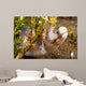 Barred Moray Eel Photographed Wall Decal