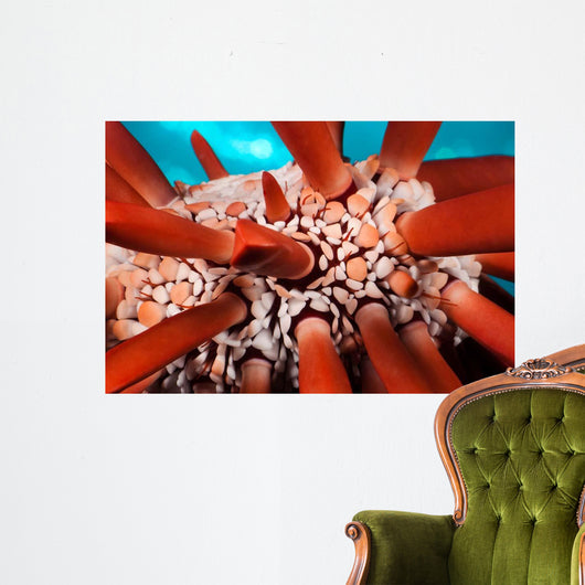Slate Pencil Sea Urchin Wall Decal