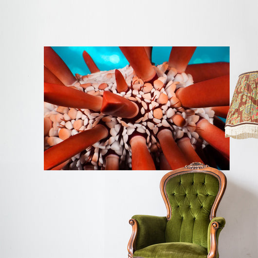 Slate Pencil Sea Urchin Wall Decal