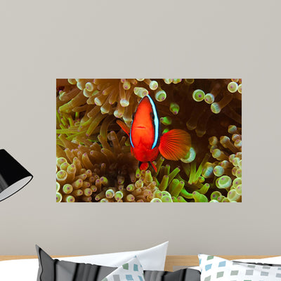 Pair Bridled Anemonefish Bubble-tip Wall Decal shown on a wall