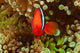 Pair Bridled Anemonefish Bubble-tip Wall Decal