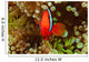 Pair Bridled Anemonefish Bubble-tip Wall Decal