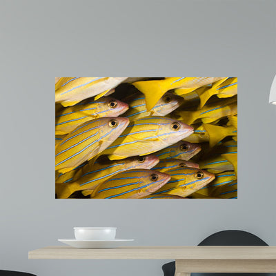 Schooling Bluestripe Snapper Lutjanus Wall Decal shown on a wall
