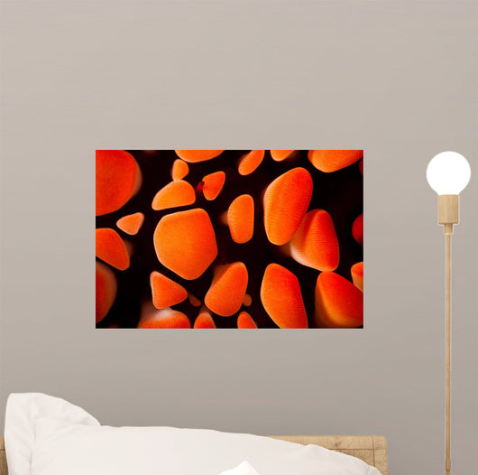 Close-up Look between Spines Wall Decal