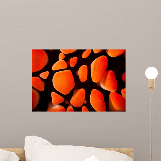 Close-up Look between Spines Wall Decal