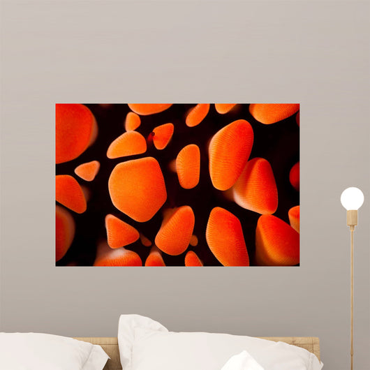 Close-up Look between Spines Wall Decal