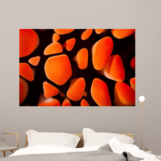 Close-up Look between Spines Wall Decal