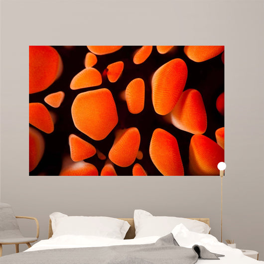 Close-up Look between Spines Wall Decal
